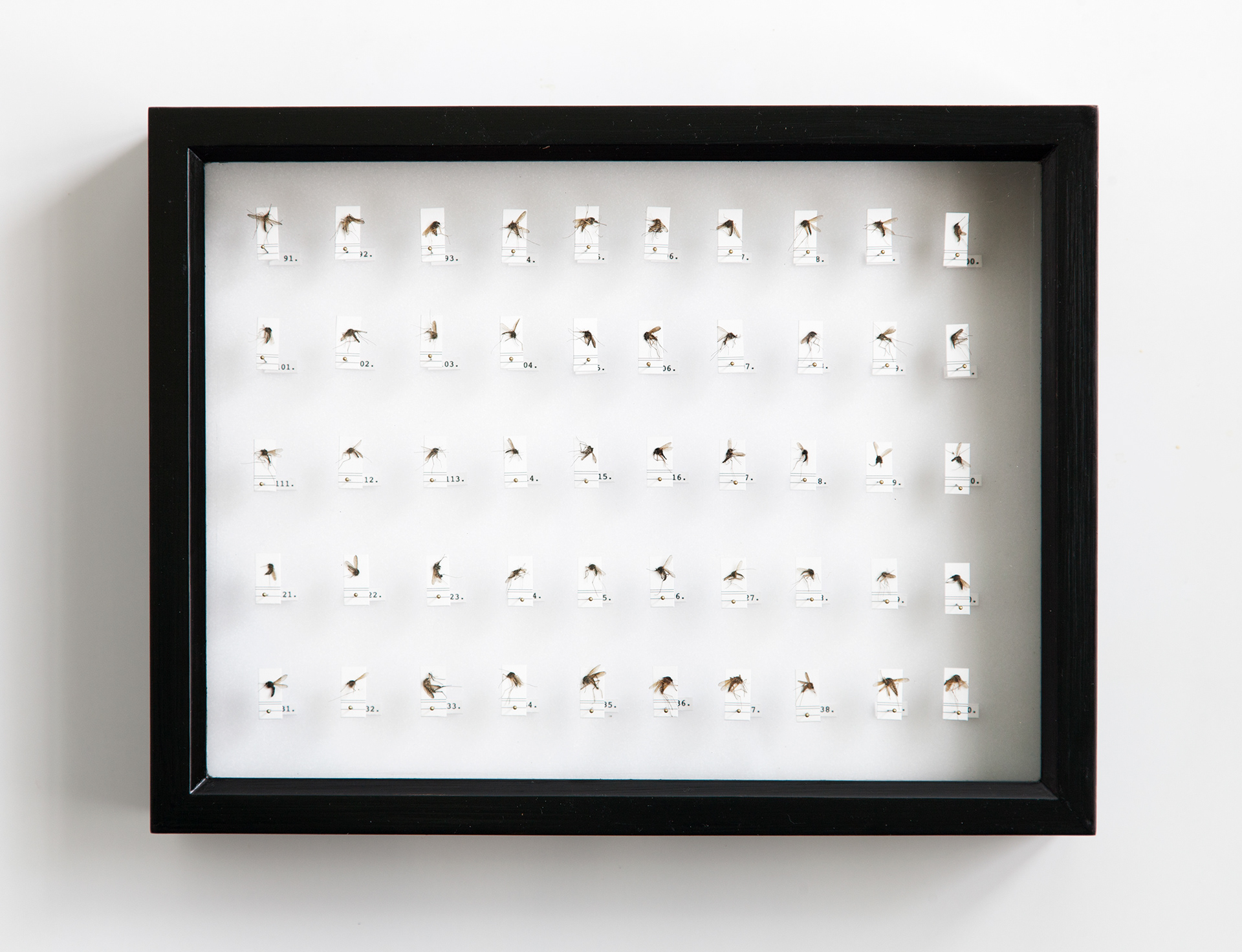Own Collection I / mosquitoes, insect pins, rubber foam