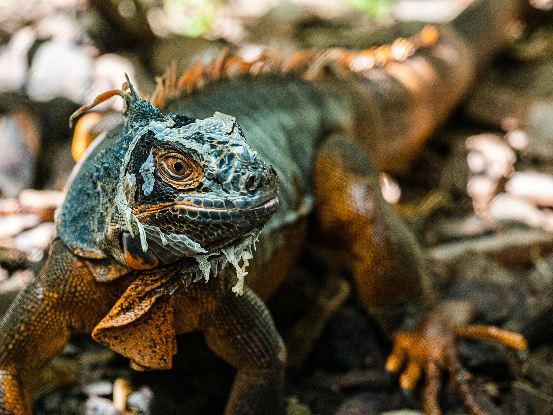 Named for the keeled scales on their long tails, the Western Spiny-Tailed Iguana can grow up to 4.5 feet in length! 

The crest of long spines extending down the center of their back makes them appear akin to dragons. 

These iguanas are excellent climbers, and prefer a rocky habitat with plenty of crevices to hide in, rocks to bask on, and nearby trees to climb.