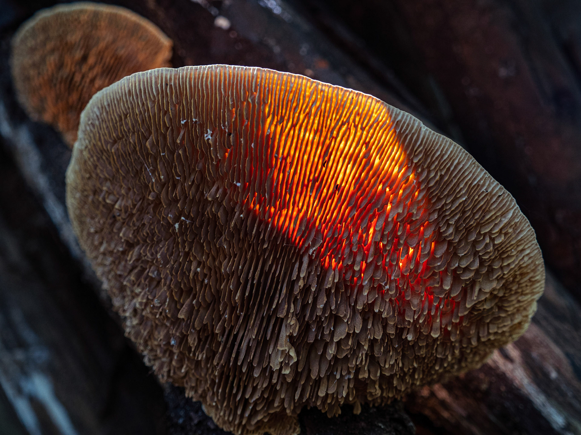 Growing on a tree these mushrooms were hiding in plain sight. Till the sunlight filtered through, spotlighting them perfectly.

Found mostly in North America, Western Europe and New Zealand, how they found their way to India, I wouldn't know. But what a journey, for something so beautiful!

For the curious, they are inedible; and while pretty, they are known to cuse rot to set into the host tree -  as they digest parts of the wood which give the wood strength and stiffness. 

Interestingly, they've been known to be used as natural combs :)