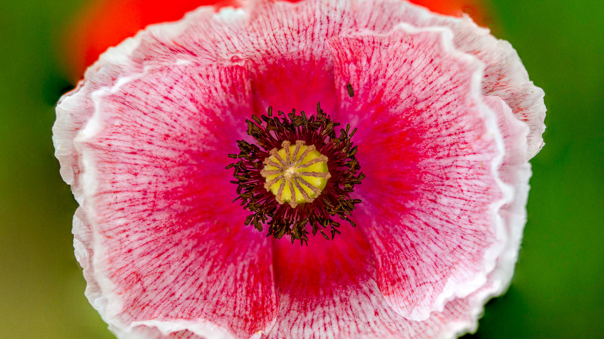 Do you know thousands of poppies were planted after World War I, as symbols of dead soldiers?