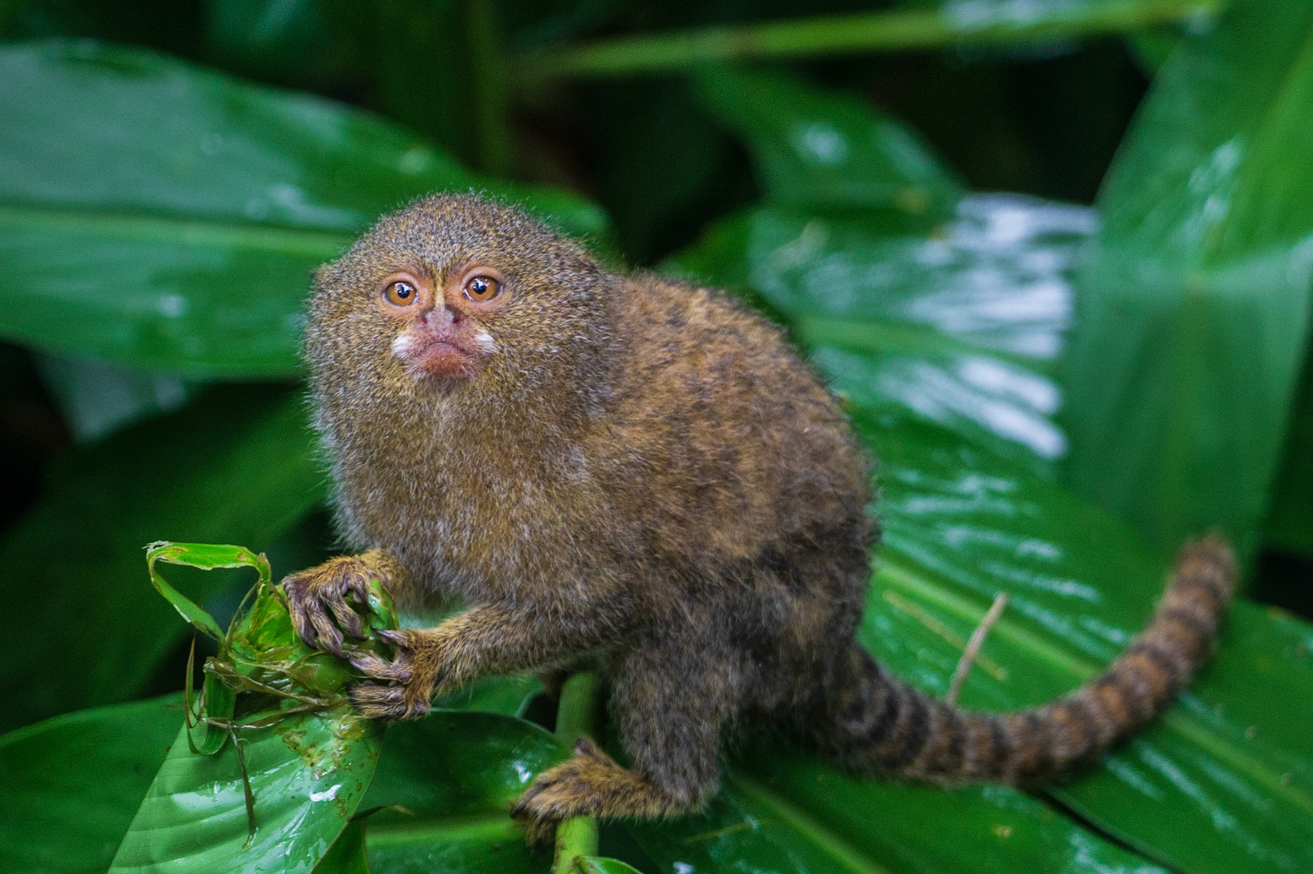 Pigmy monkey--worl'ds smallest