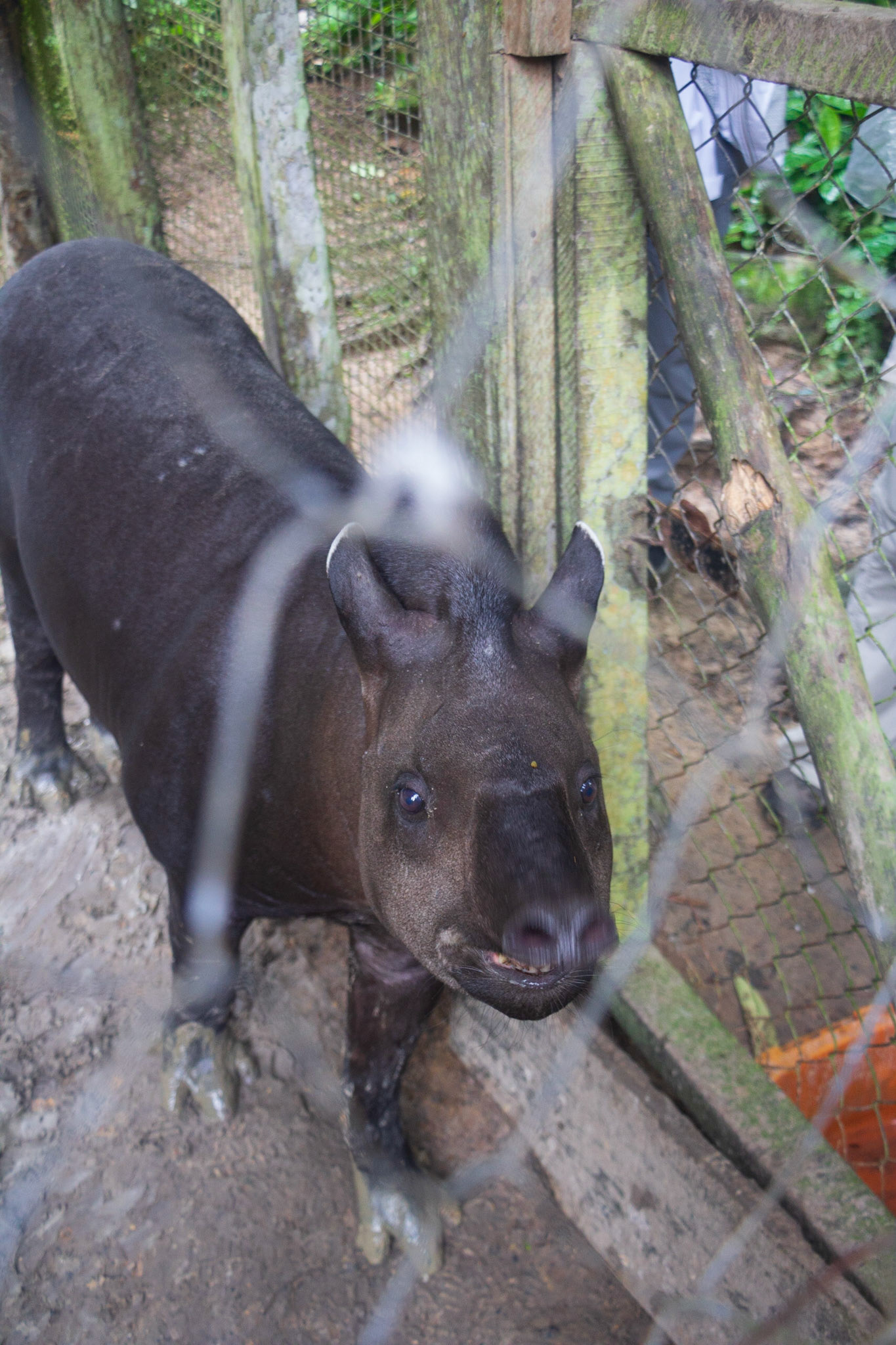 Tapir at Pilpintuwasi Butterfly Farm operated by Austrian-born Gudrun Sperrer near Padre Cocha. Many "rescue animals" liberated from illegal traders are housed there.