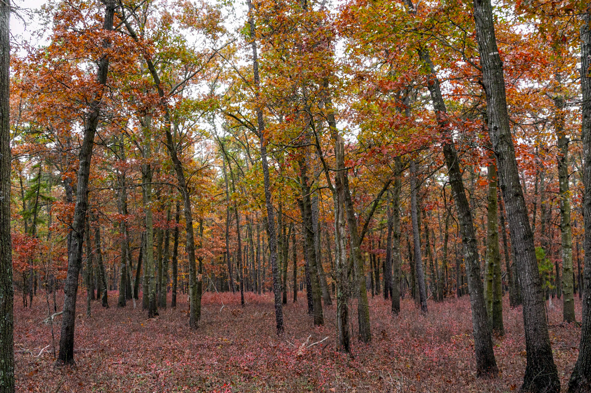 Pine Barrens NJ