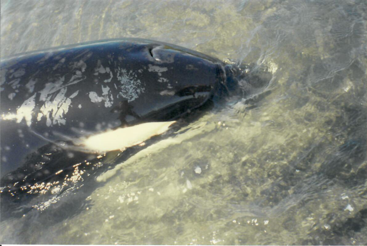 Orca whales stranded in Aotea Harbour