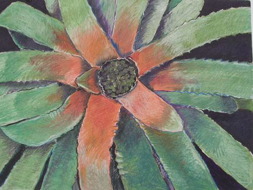 Bromeliad