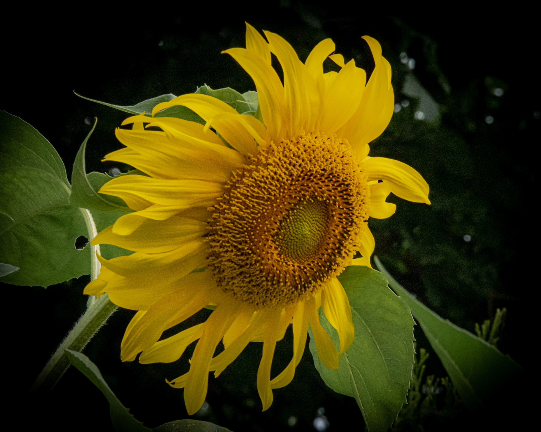 Sunflower at home, Wauwatosa WI  2021
