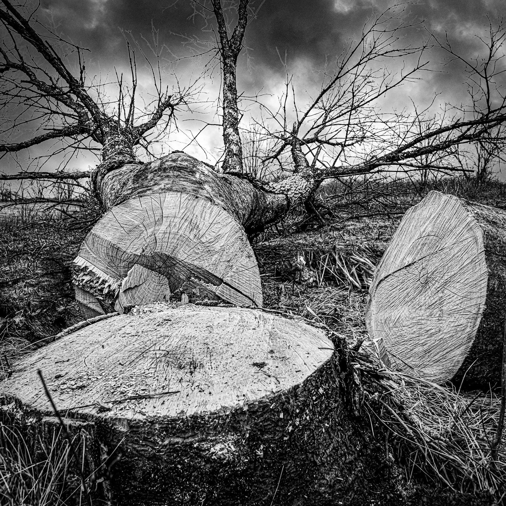 Pike Lake SP, WI, April 2021