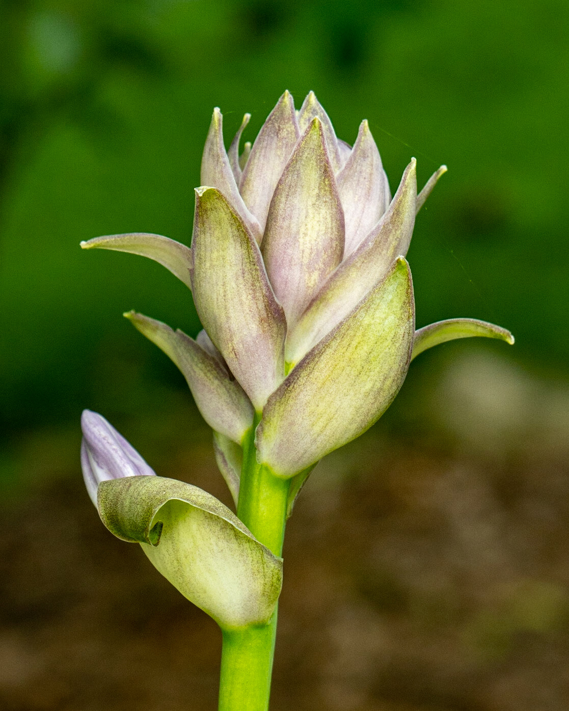 Hosta Bud  right at home, July 2020