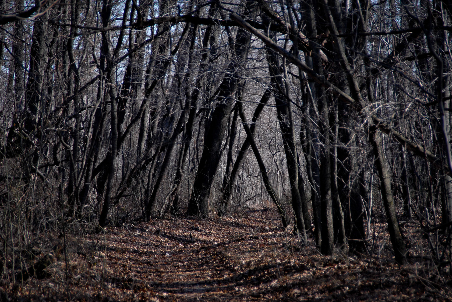 Dark Forest - Indiana Dunes SP -  November 2006