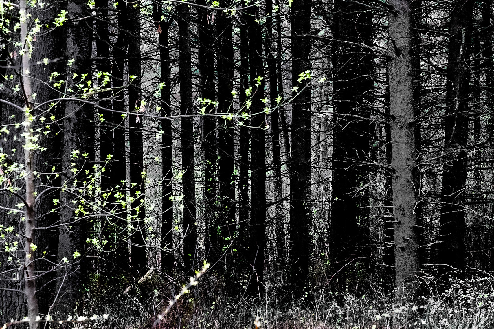 Lapham Peak SP, WI  April 2021