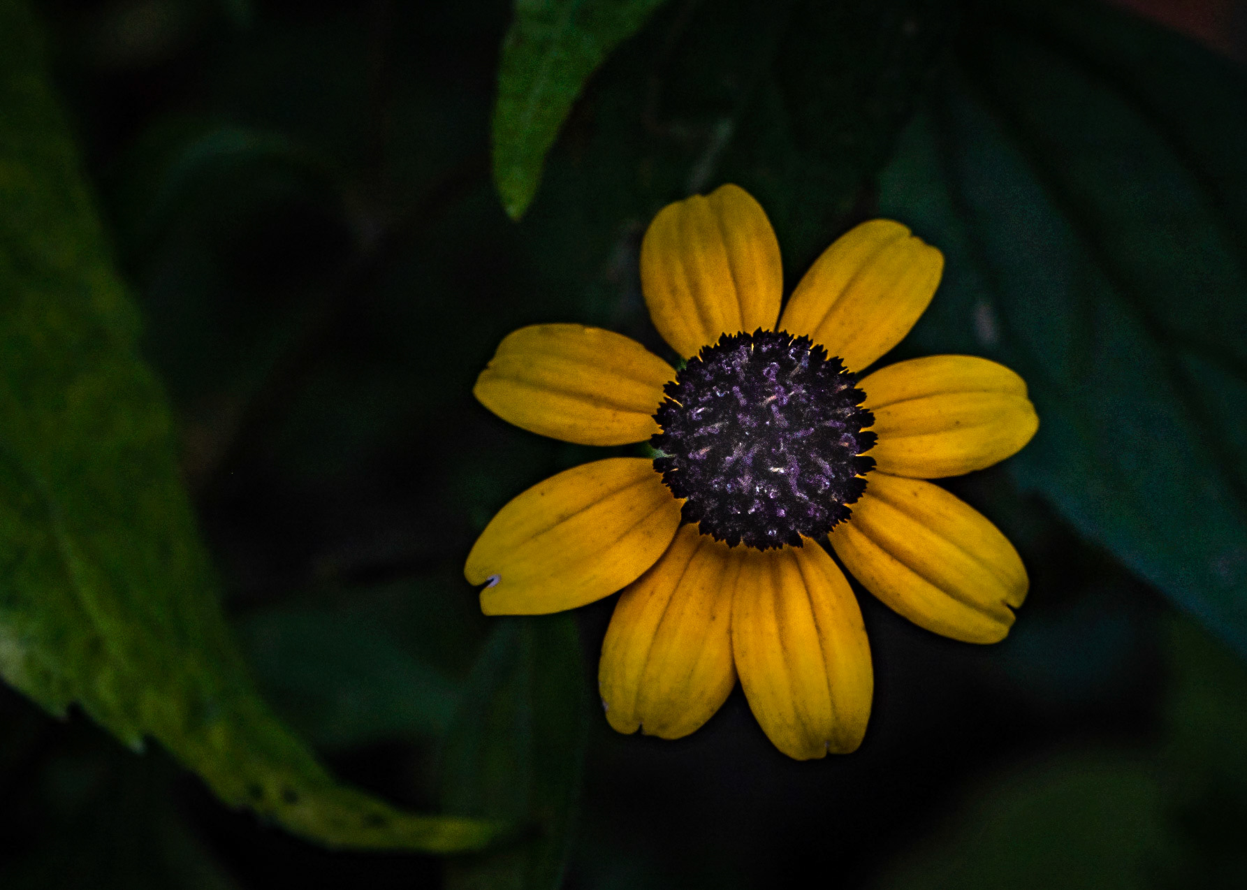 Last Flowers of 2020 - Hawthorn Glen - Wauwatosa, October 2020