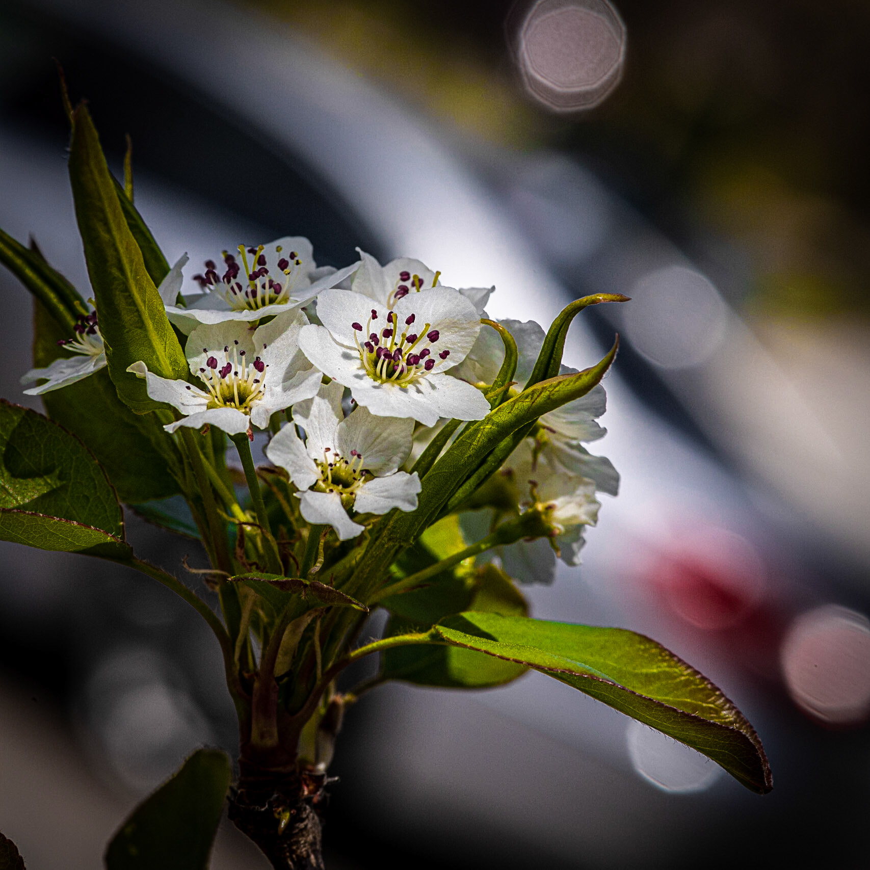 Street Flower, Wauwatosa WI, April 2021