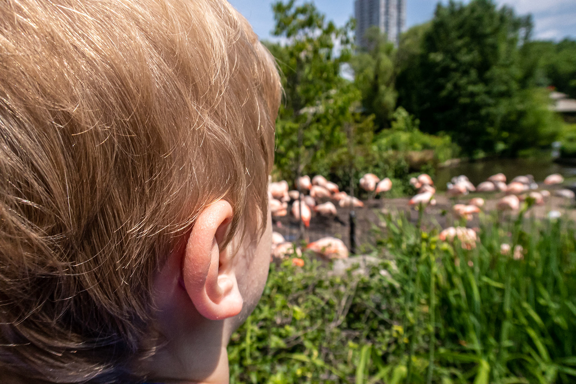 Flamingo Flock - Lincoln Park Zoo, Chicago  June 2019