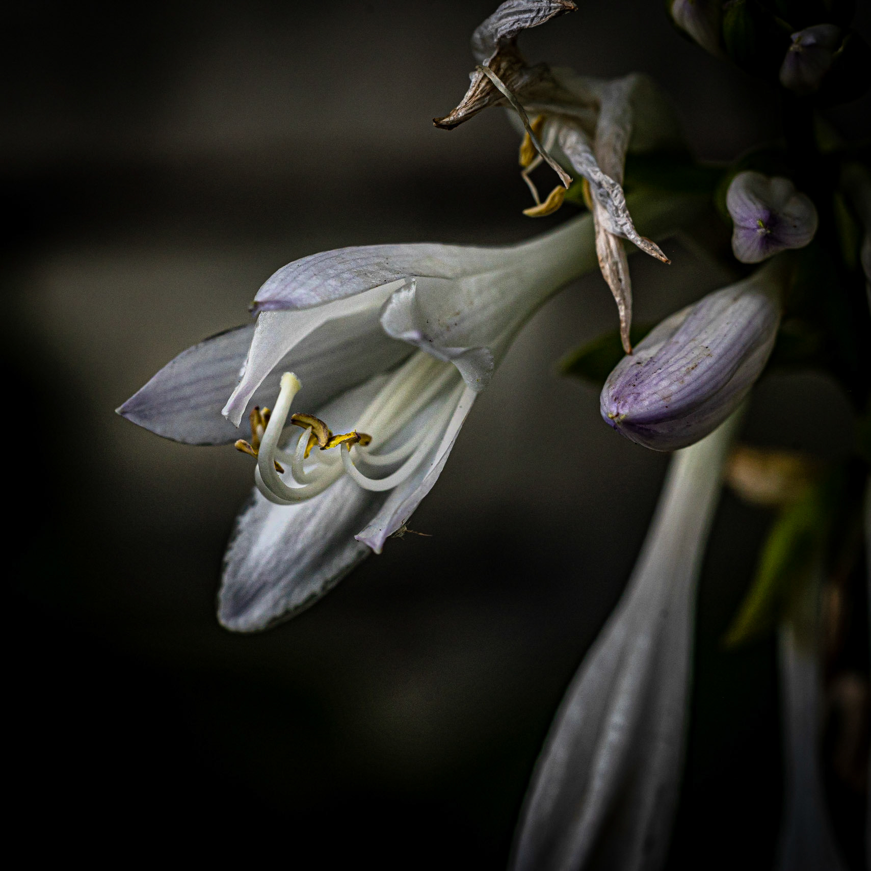 Street Flower - Wauwatosa WI, September 2020