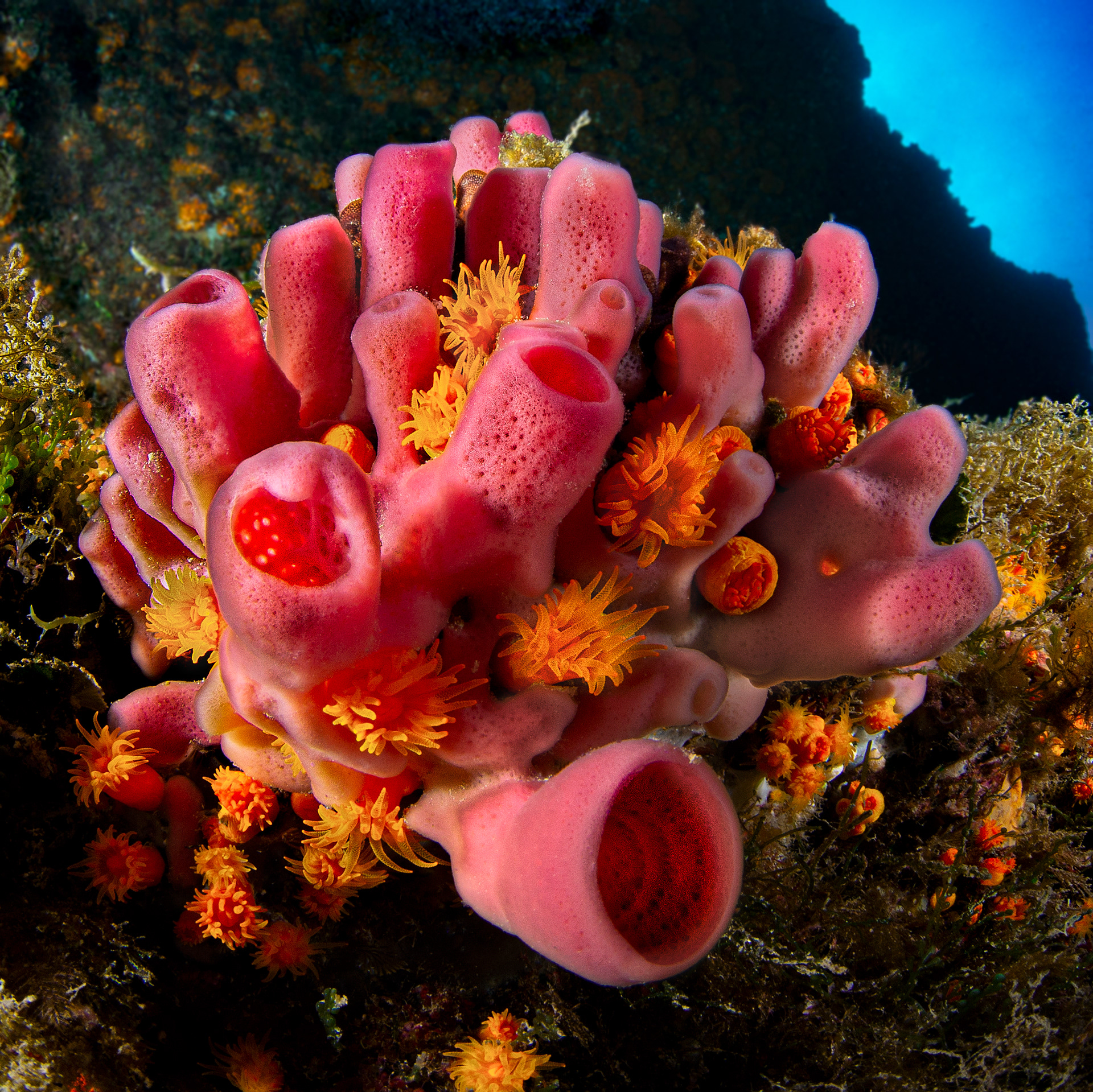 Haliclona mediterranea