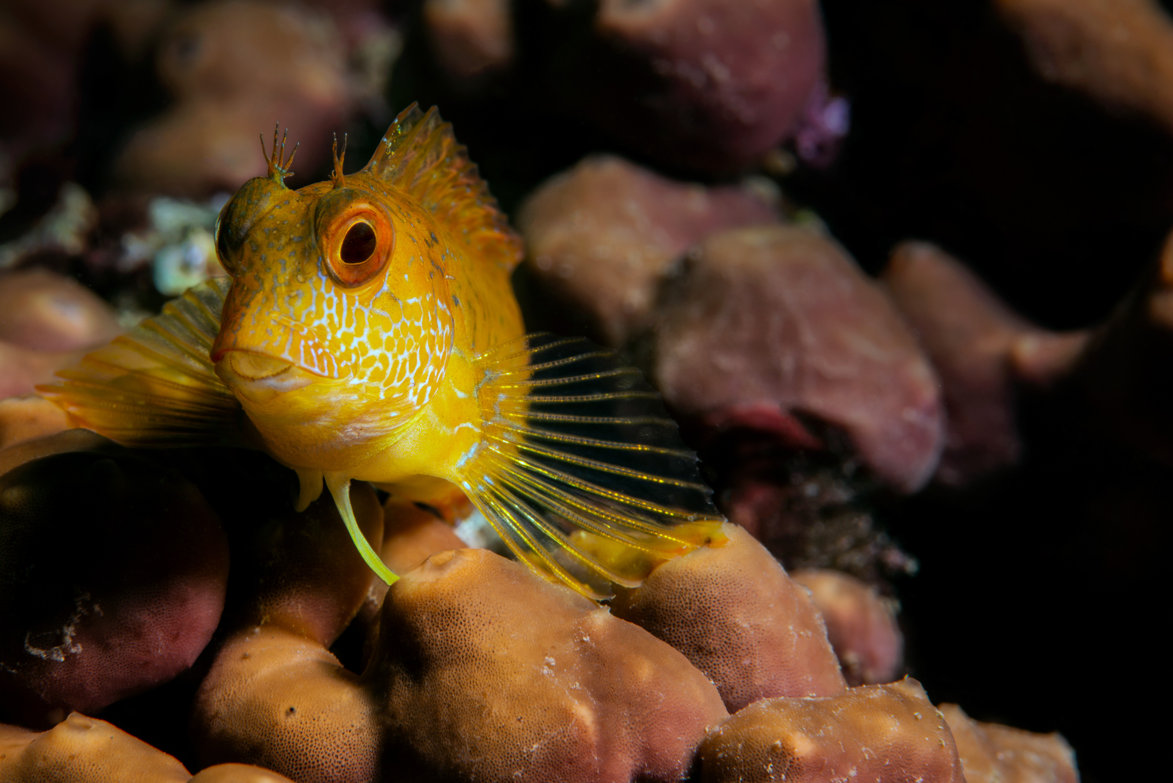 Parablennius pilicornis
