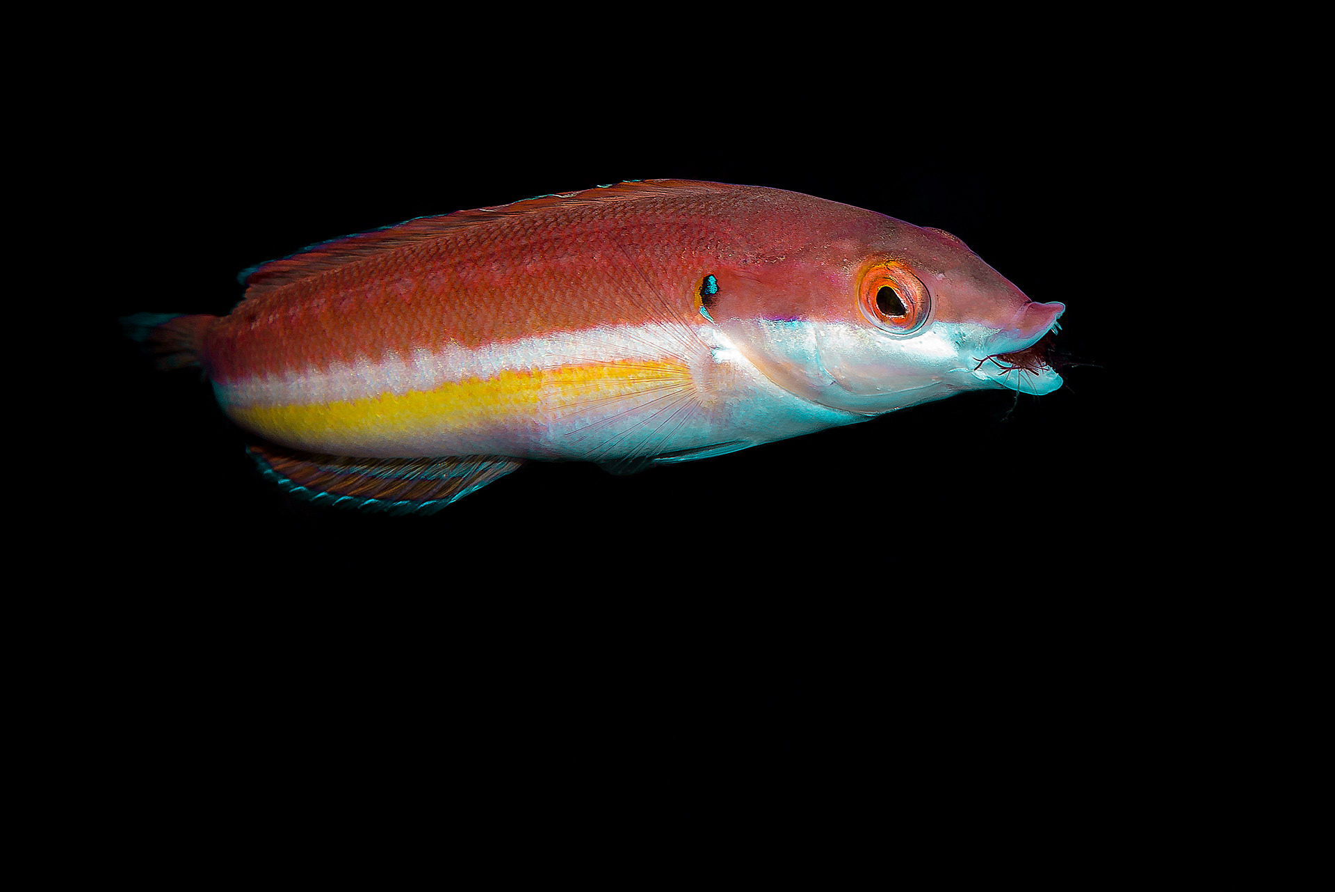 Donzella