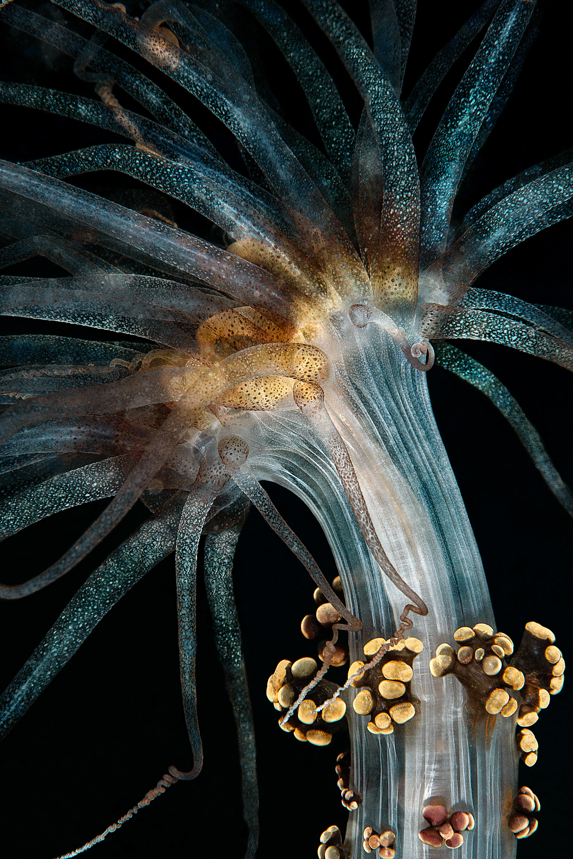 Alicia mirabilis