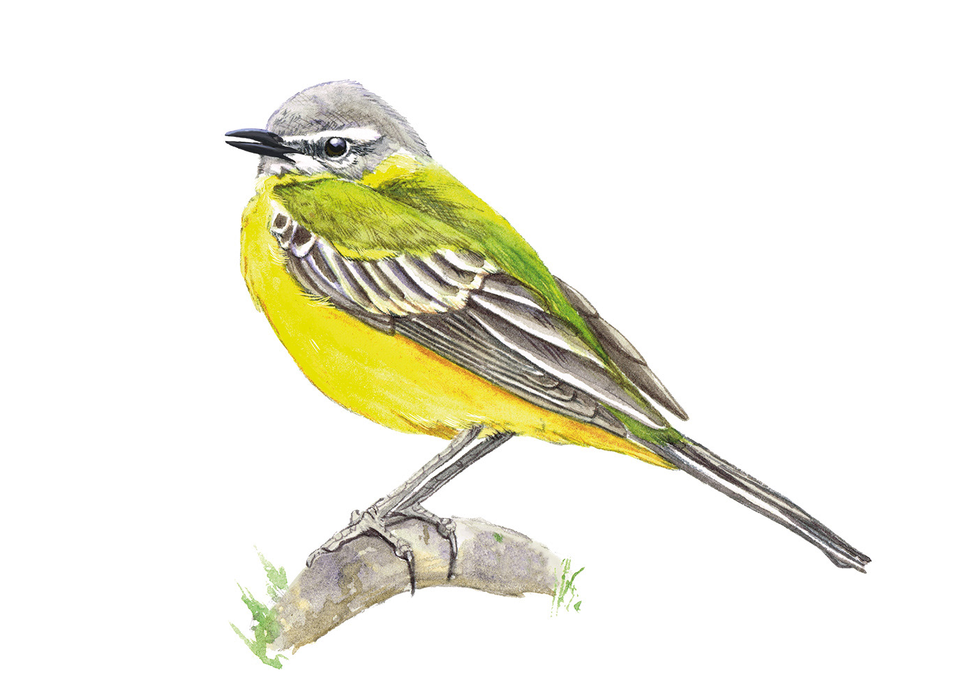 Yellow wagtail