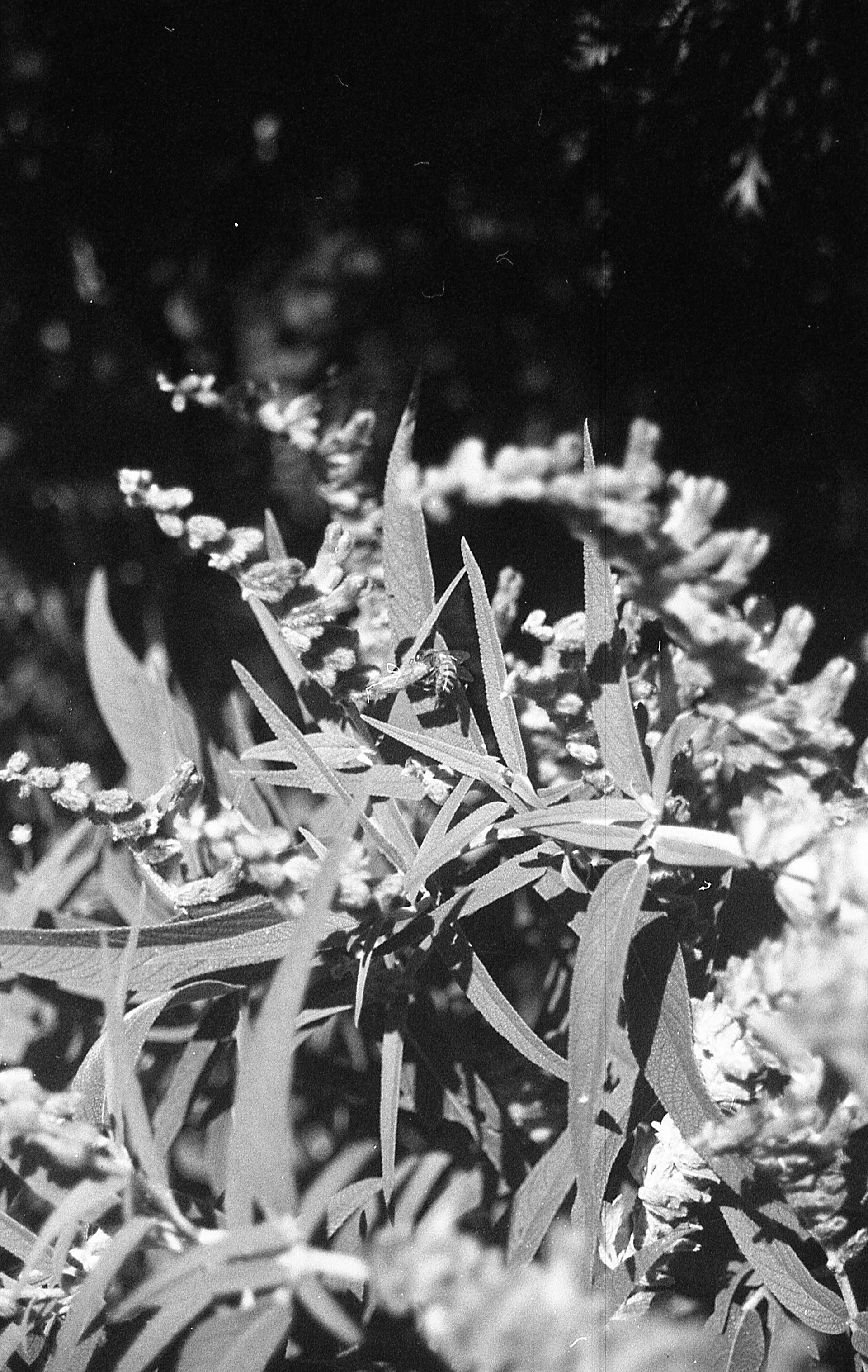 Ilford Delta 400 - Buenos Aires, Argentina