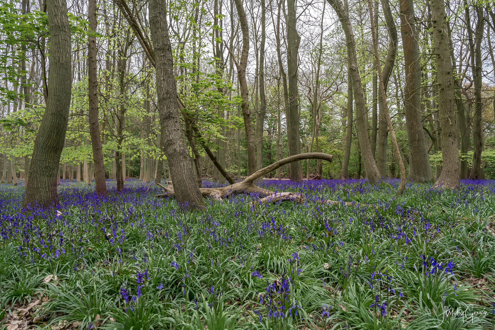 Ashley Garvin Ashridge Bluebells