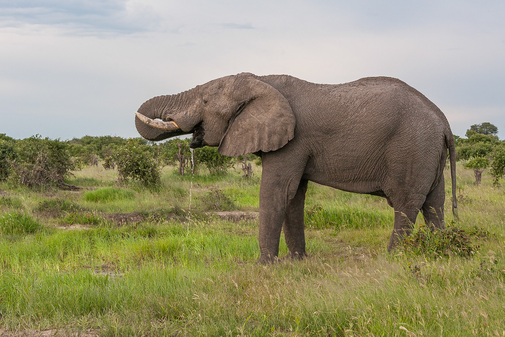 Koen Frantzen | Nature Photography - African Savanna elephant