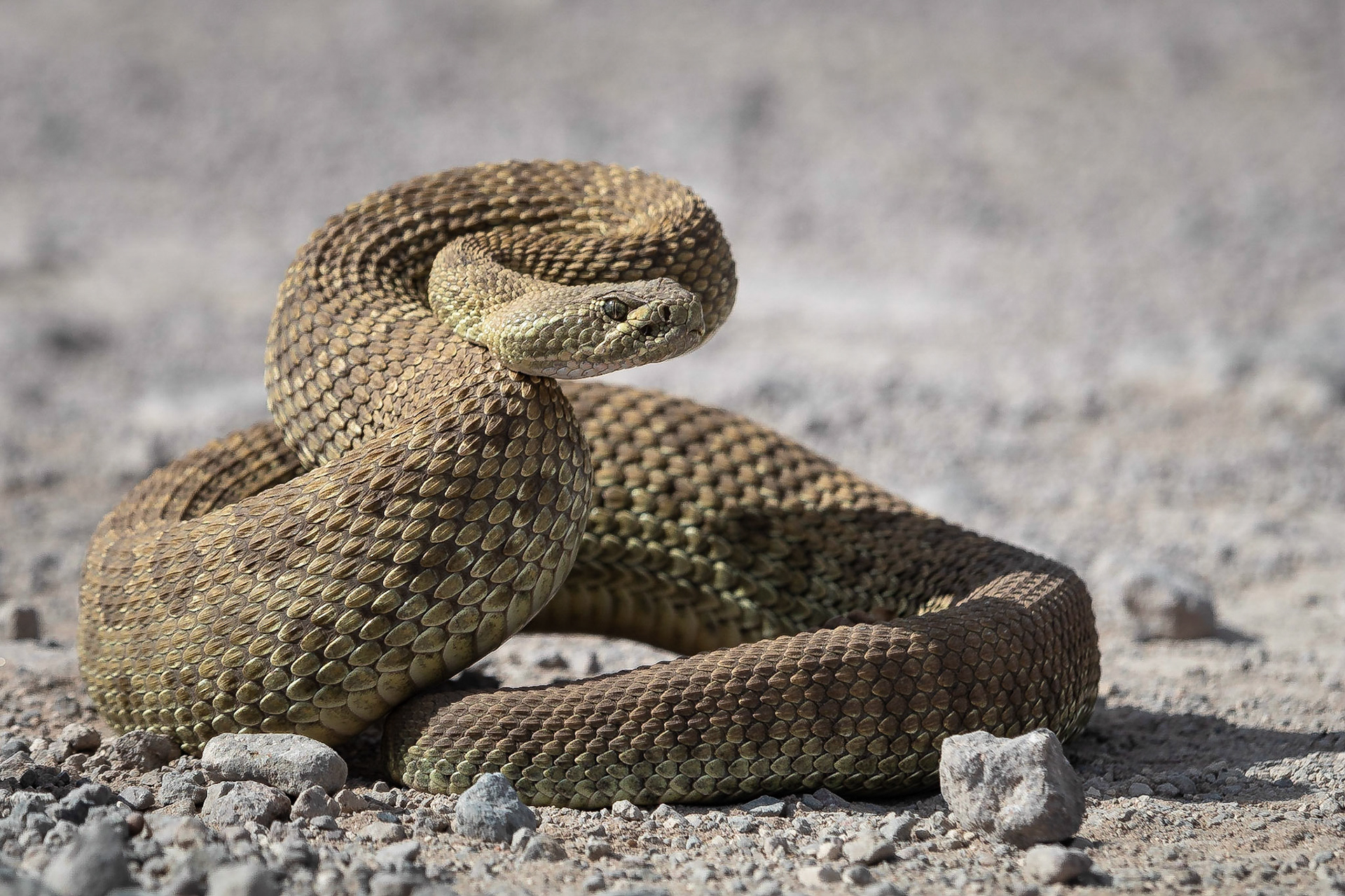 Koen Frantzen | Nature Photography - Western rattlesnake (Crotalus viridis)