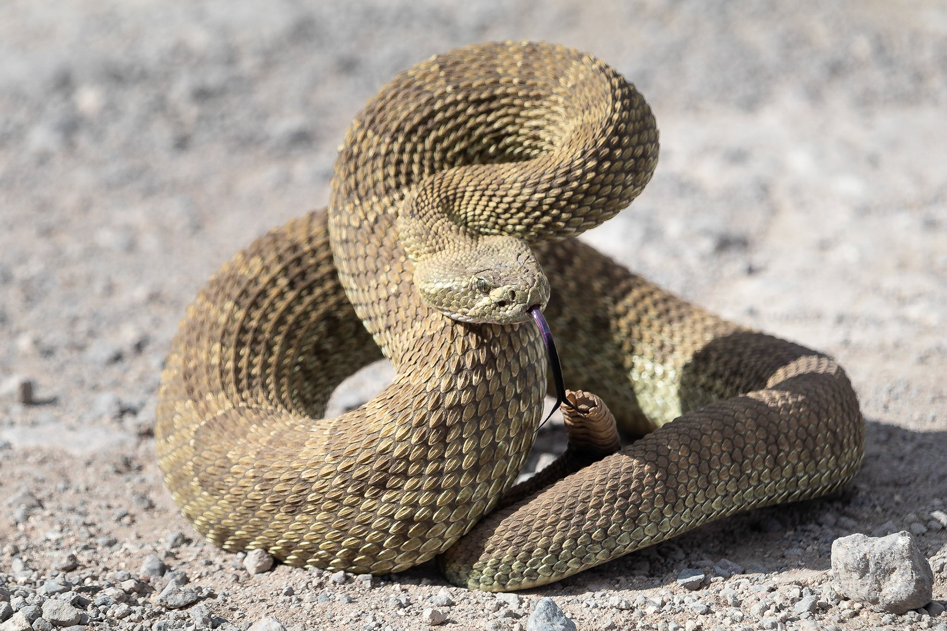 Koen Frantzen | Nature Photography - Western rattlesnake (Crotalus viridis)