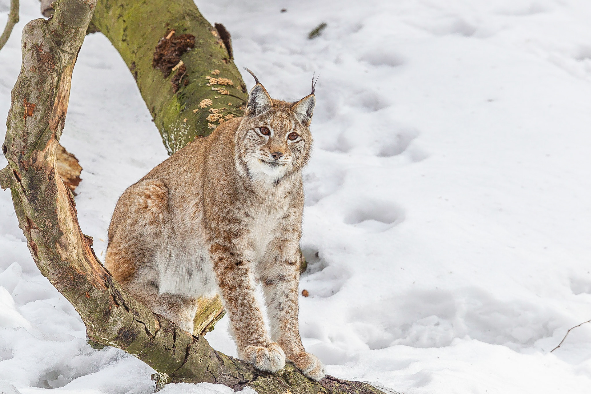 Koen Frantzen | Nature Photography - Euraziatische lynx / Eurasian lynx ...