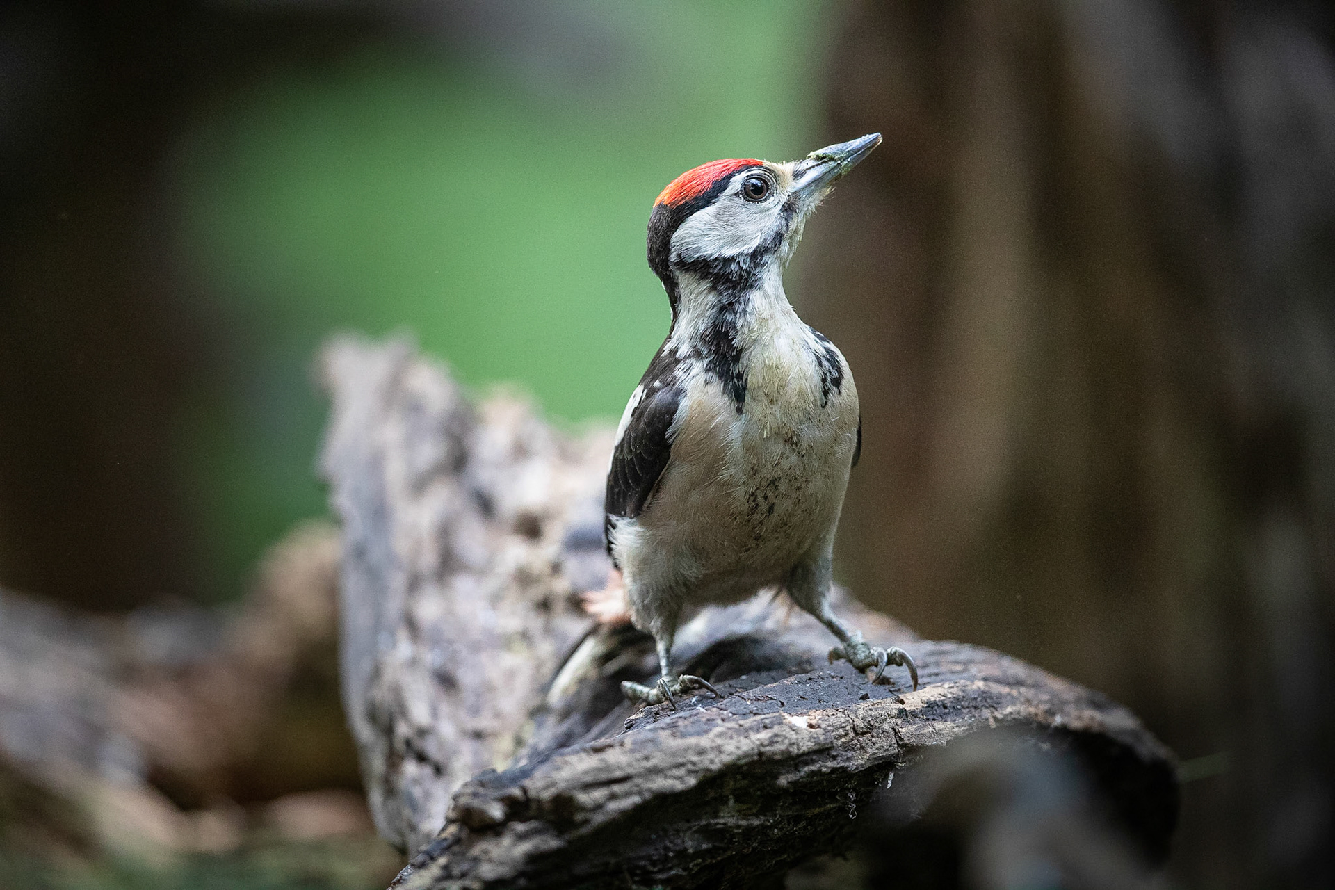 Koen Frantzen | Nature Photography - Grote bonte specht / Great spotted ...