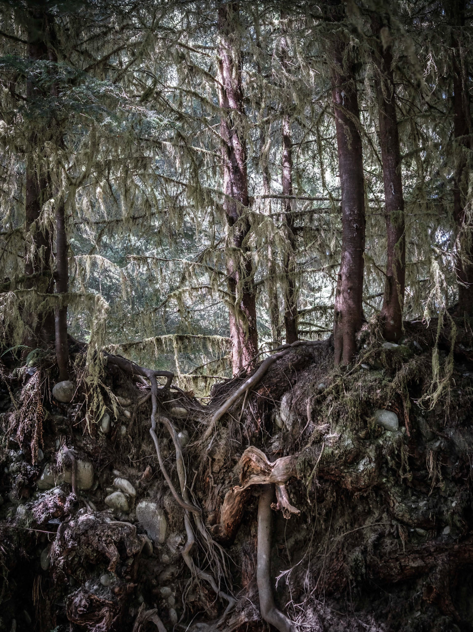 Above and Below the Forest
