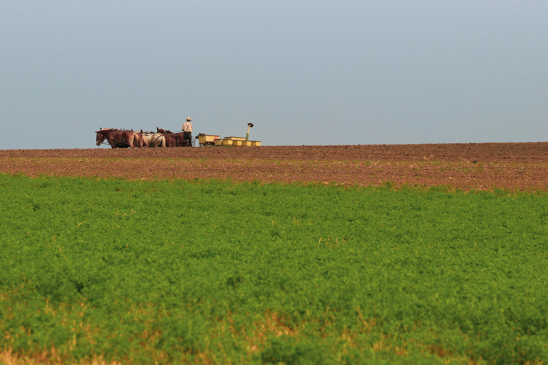 Amish Farmer Sowing Corn