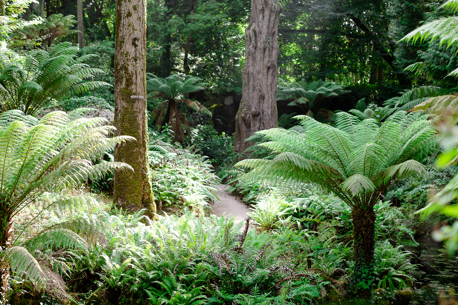 Parque da Pena