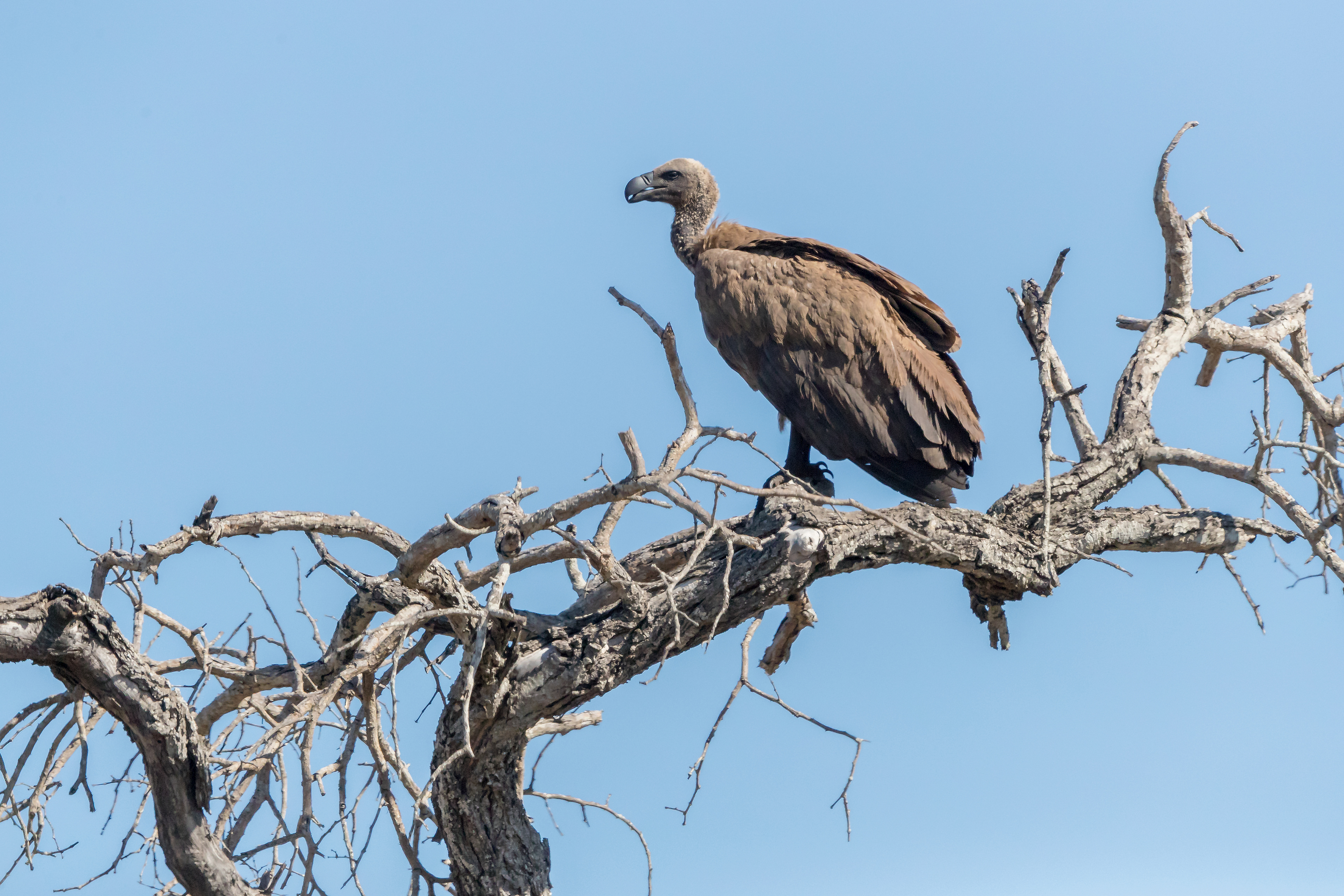 Carl Downing Photography - African Wildlife