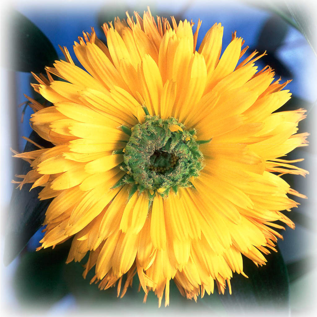 YELLOW CALENDULA. An original photograph by Chris Rose. Image size: 44cm x 29cm. For Sale: £15