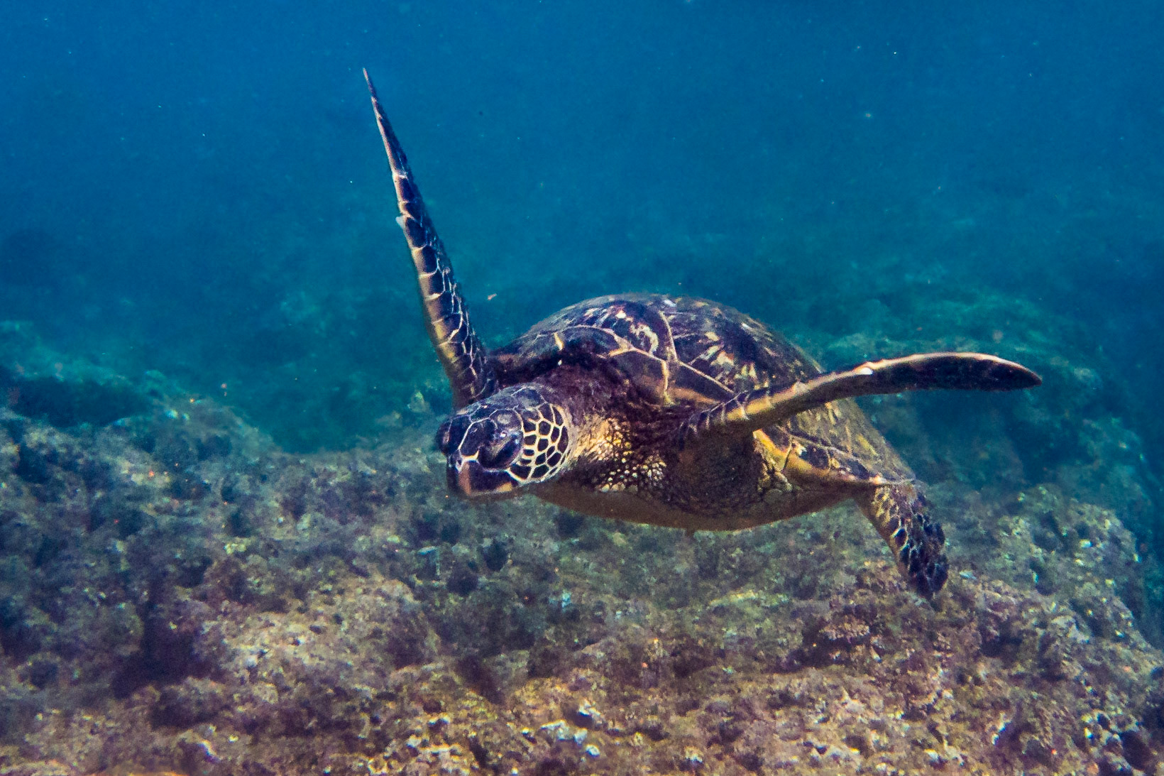 Green Sea Turtle Floating over a Rocky Reef