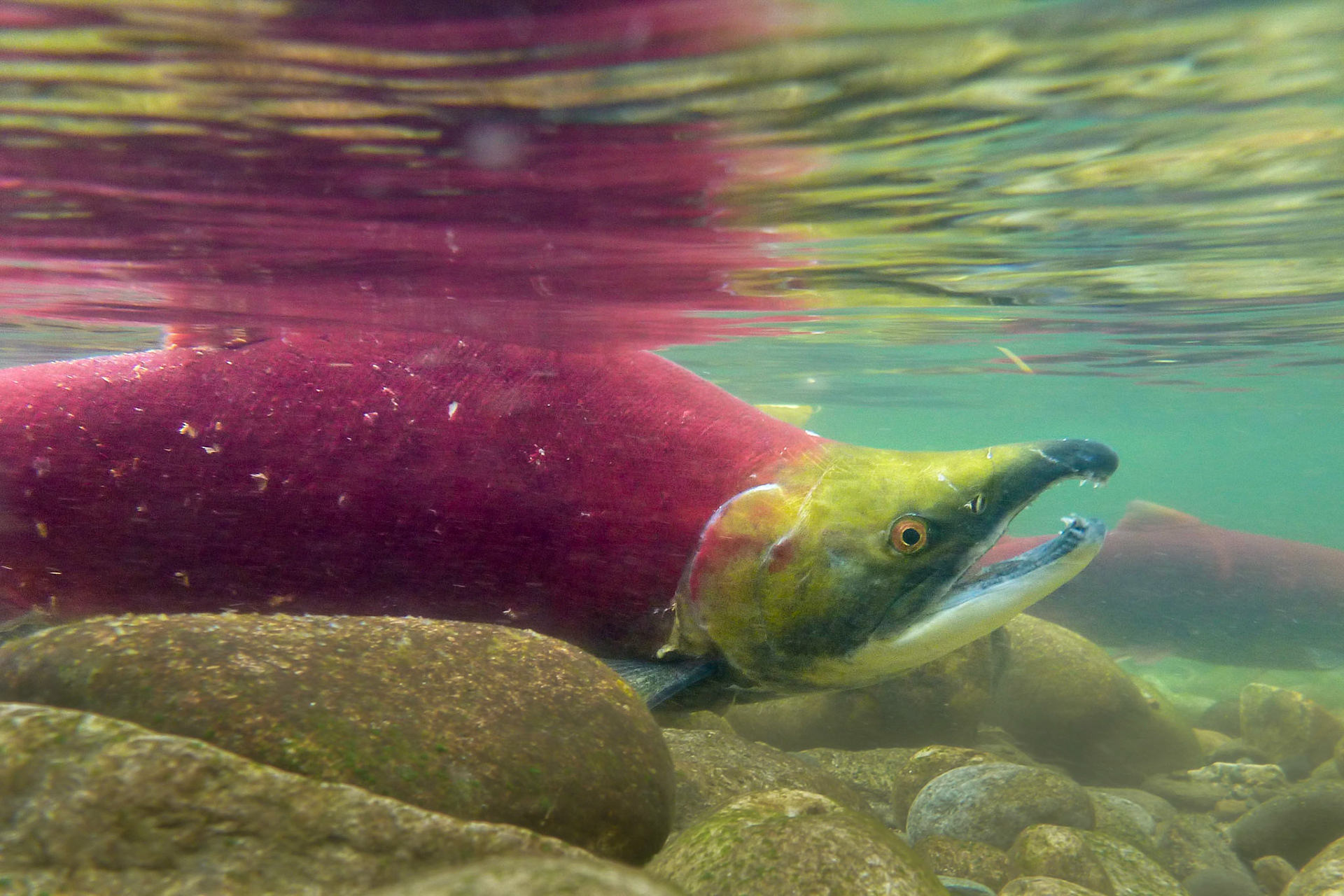Male Sockeye Holding Position in Adams River