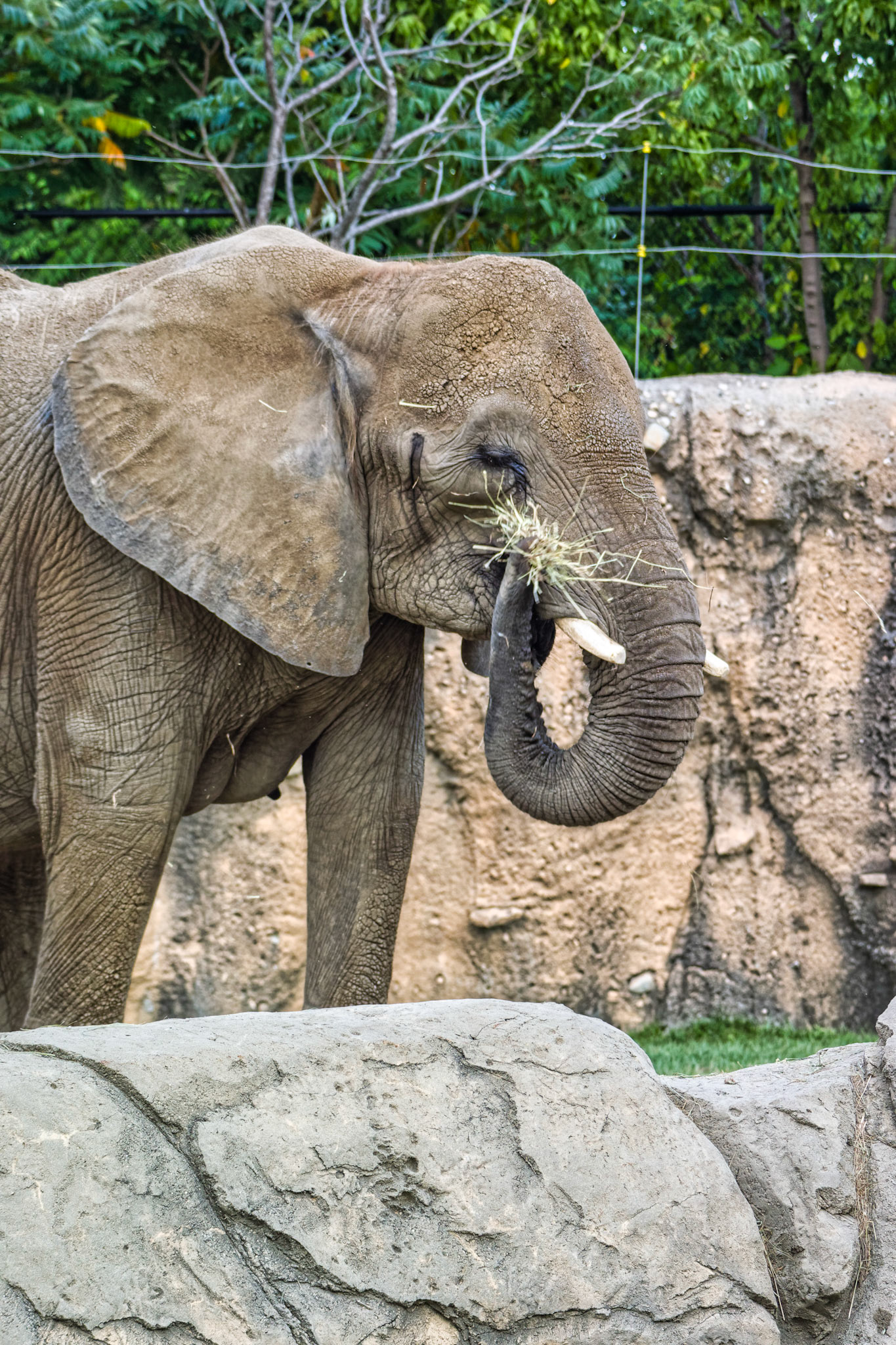 IN Zoo 00093