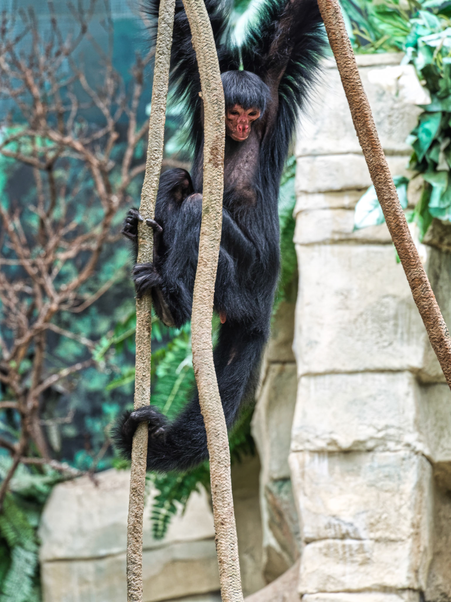 IL Brookfield Zoo 00002