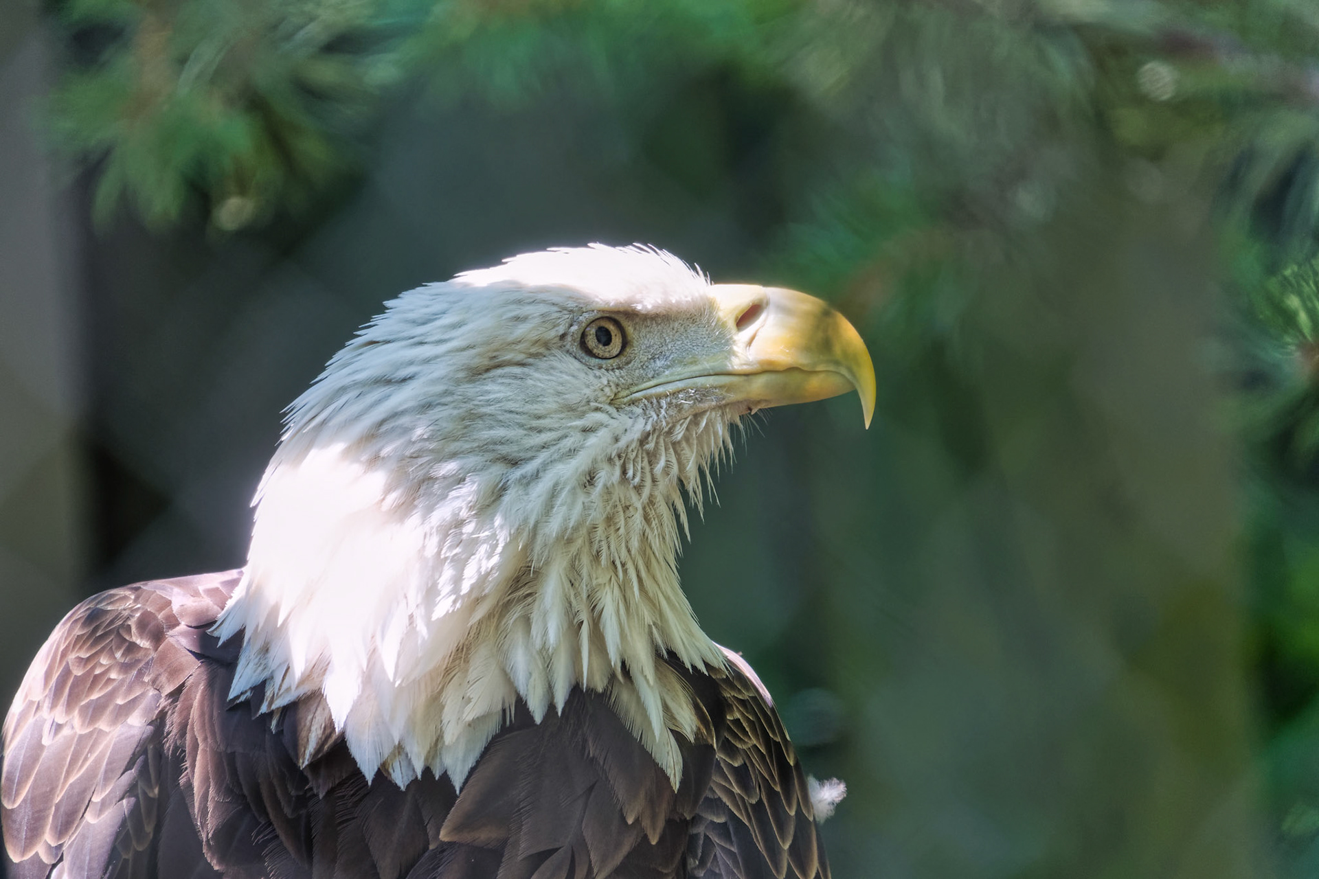 IN Zoo 00150