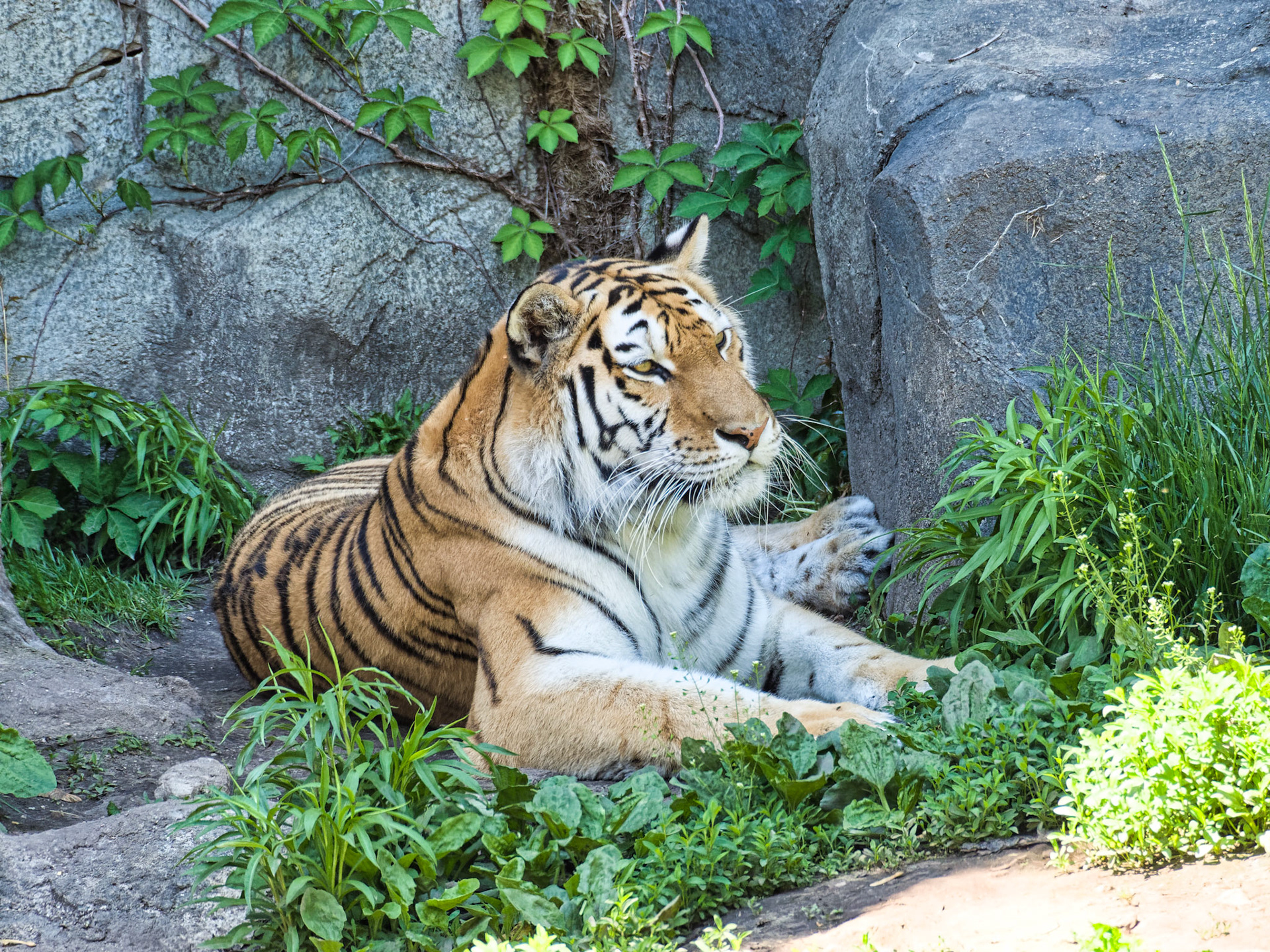 IL Brookfield Zoo 00015