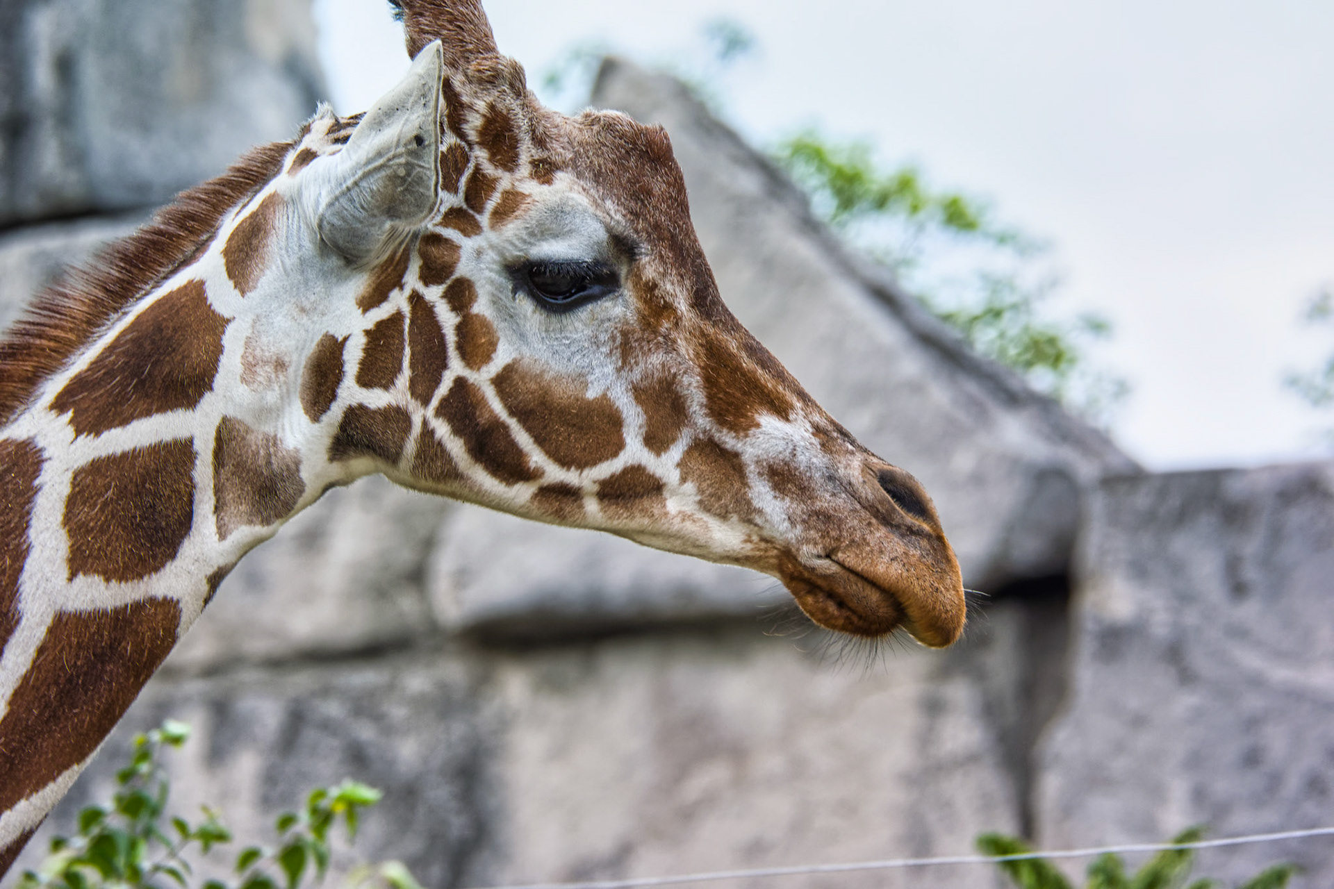 IN Zoo 00033