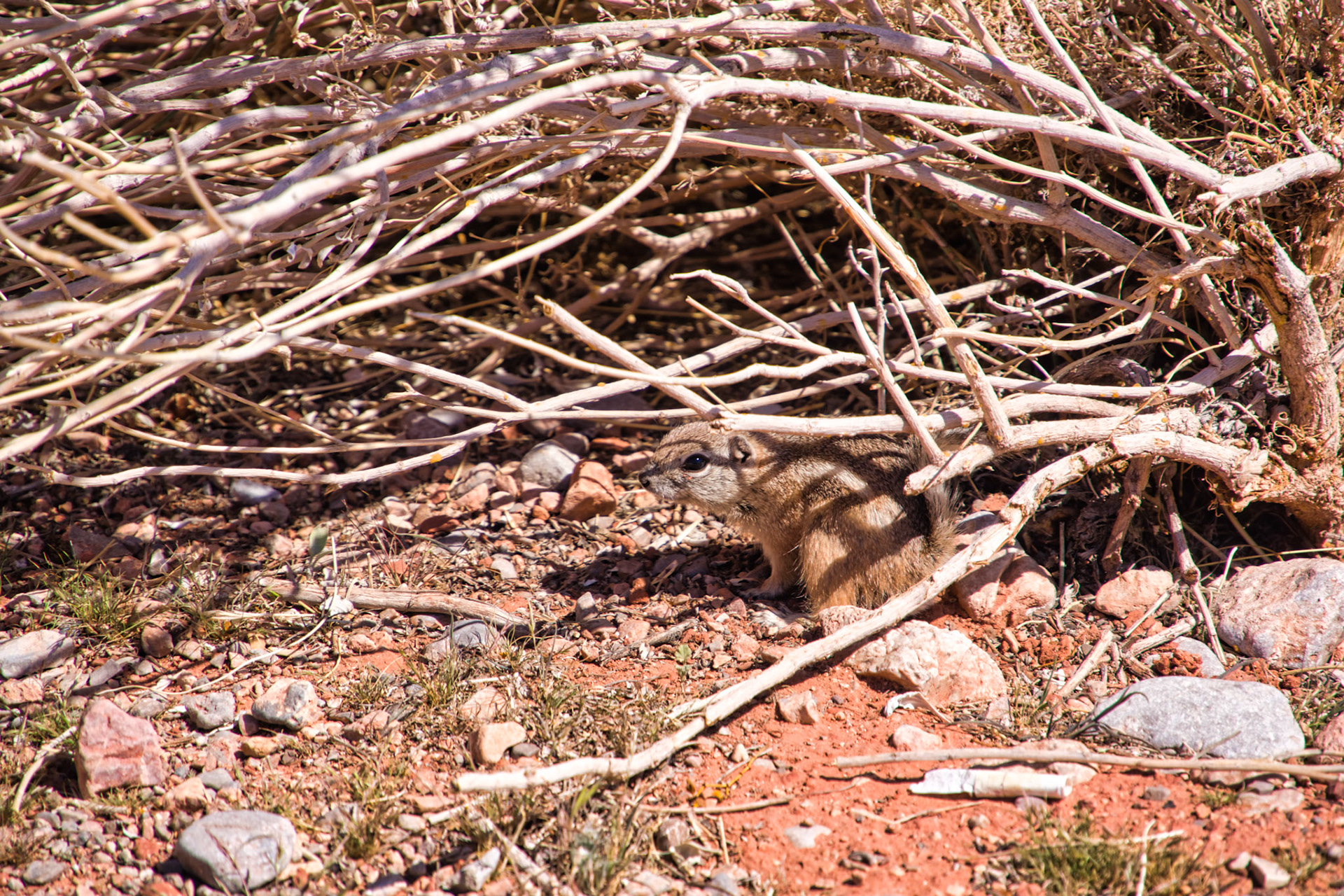 NV Desert 00155
