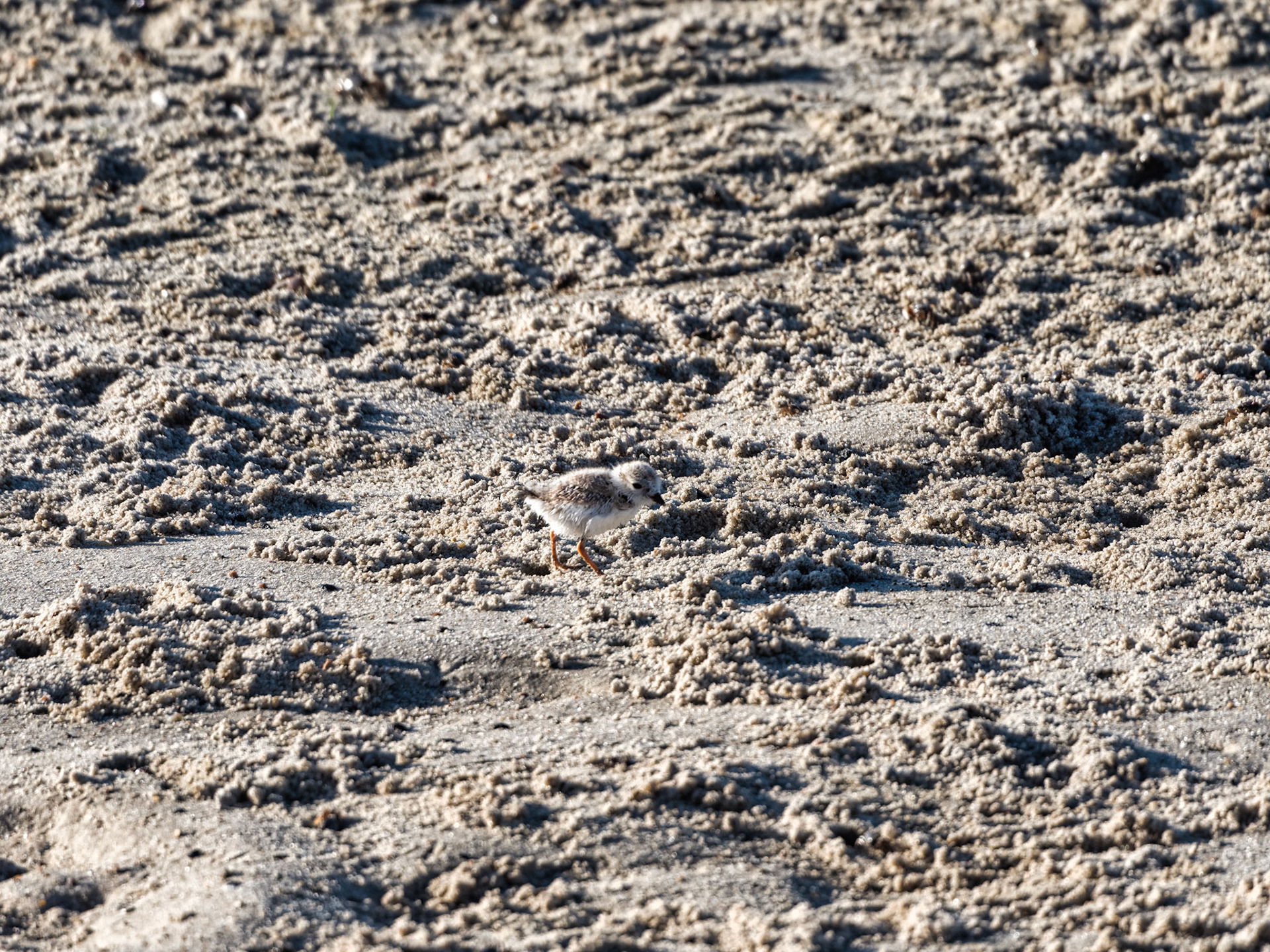 MA Cape Cod Birds 00007