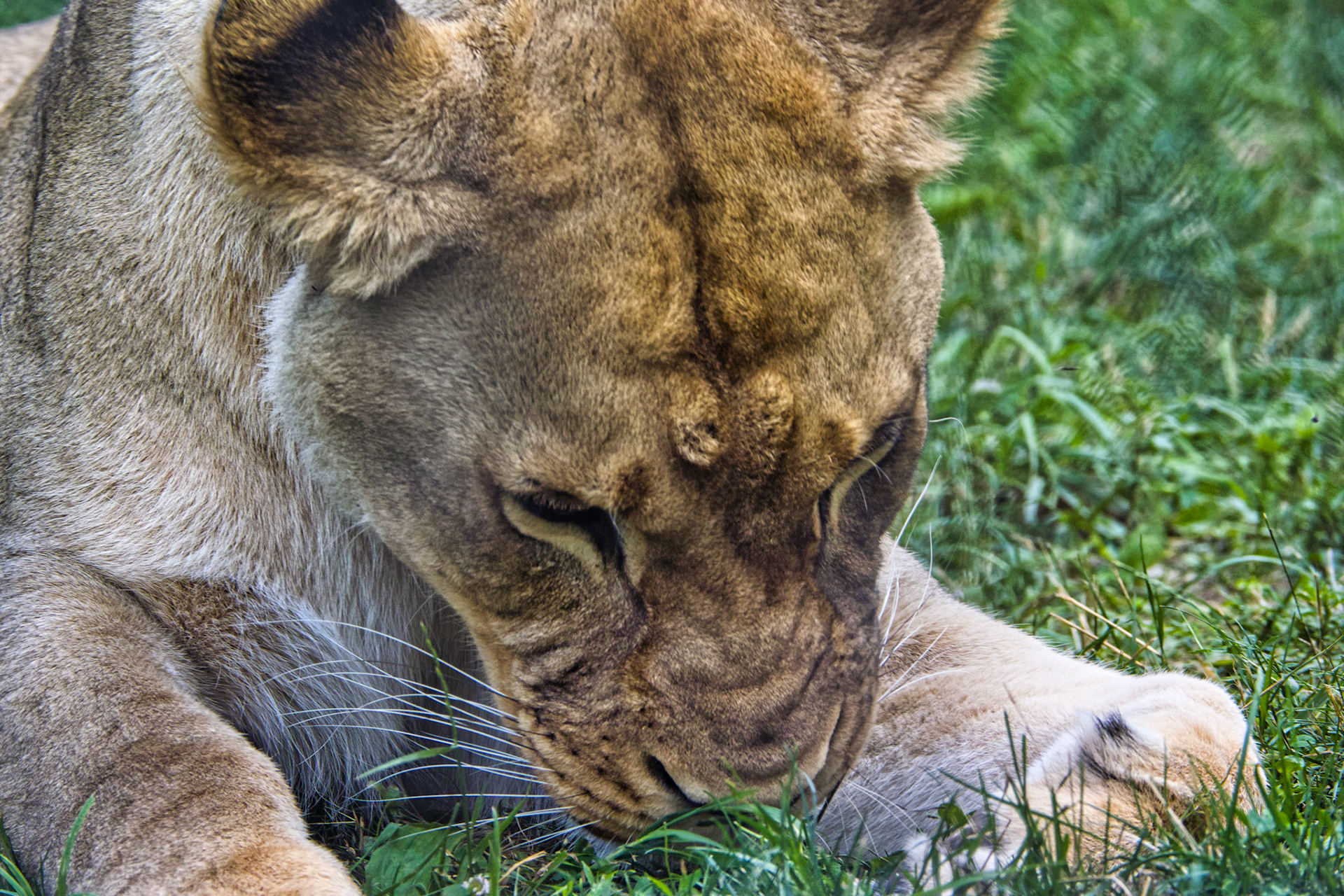 IN Zoo 00045