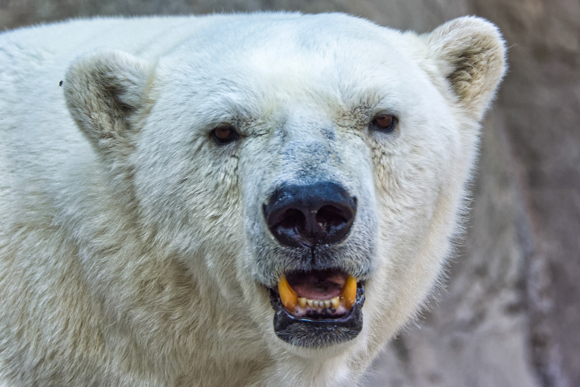 IN Zoo 00024
