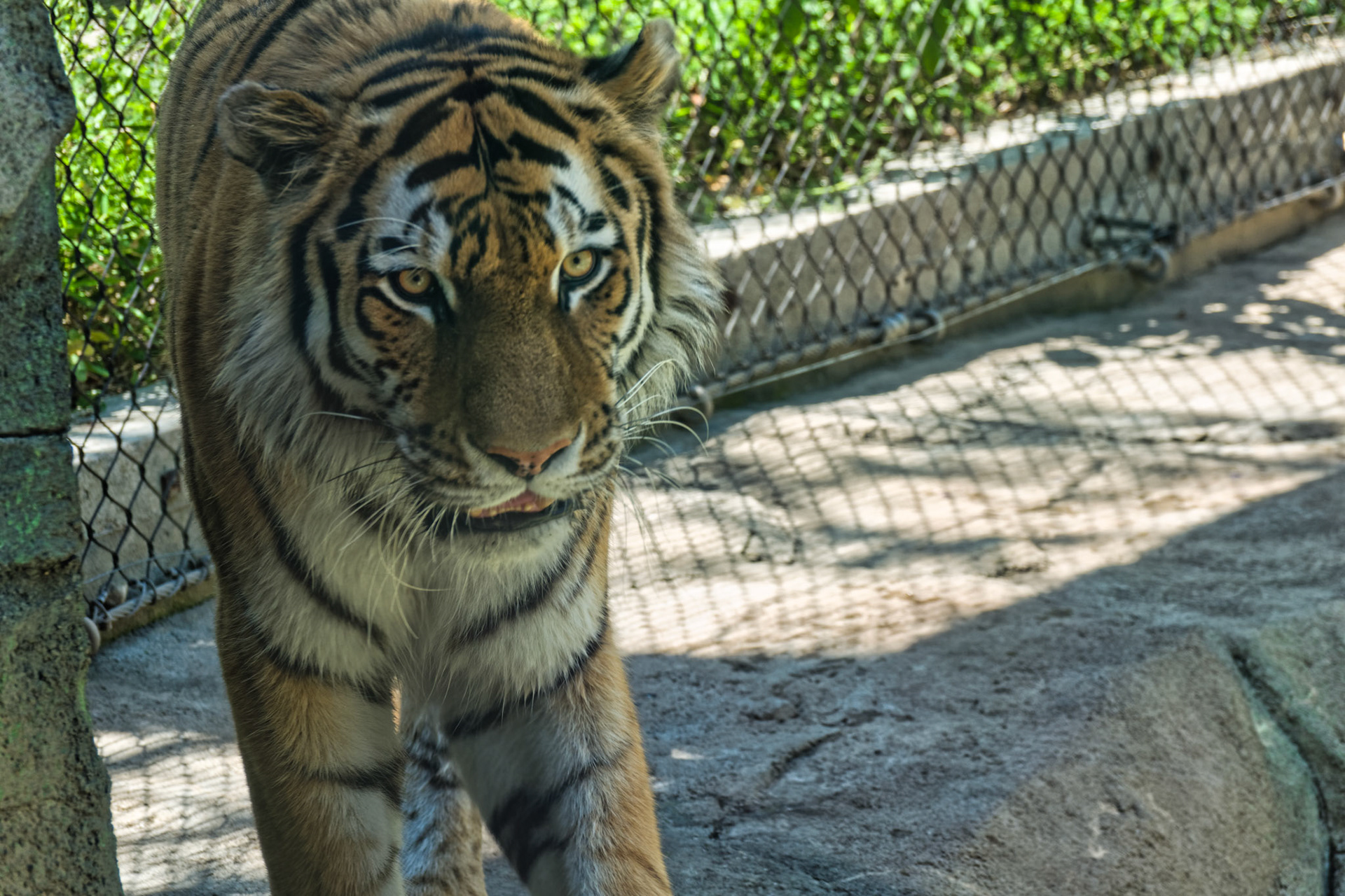 IN Zoo 00139