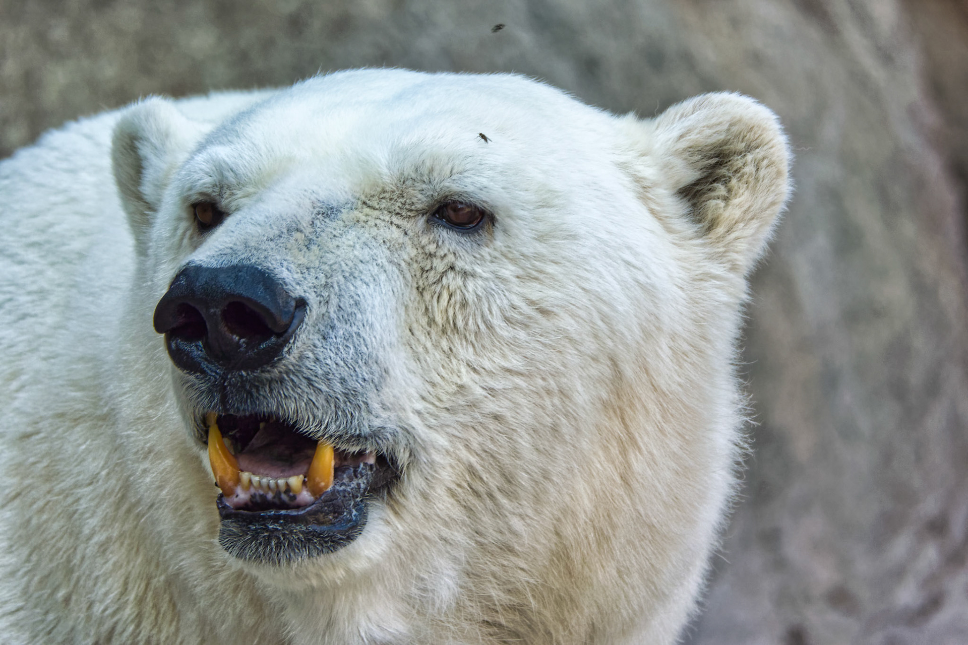 IN Zoo 00028