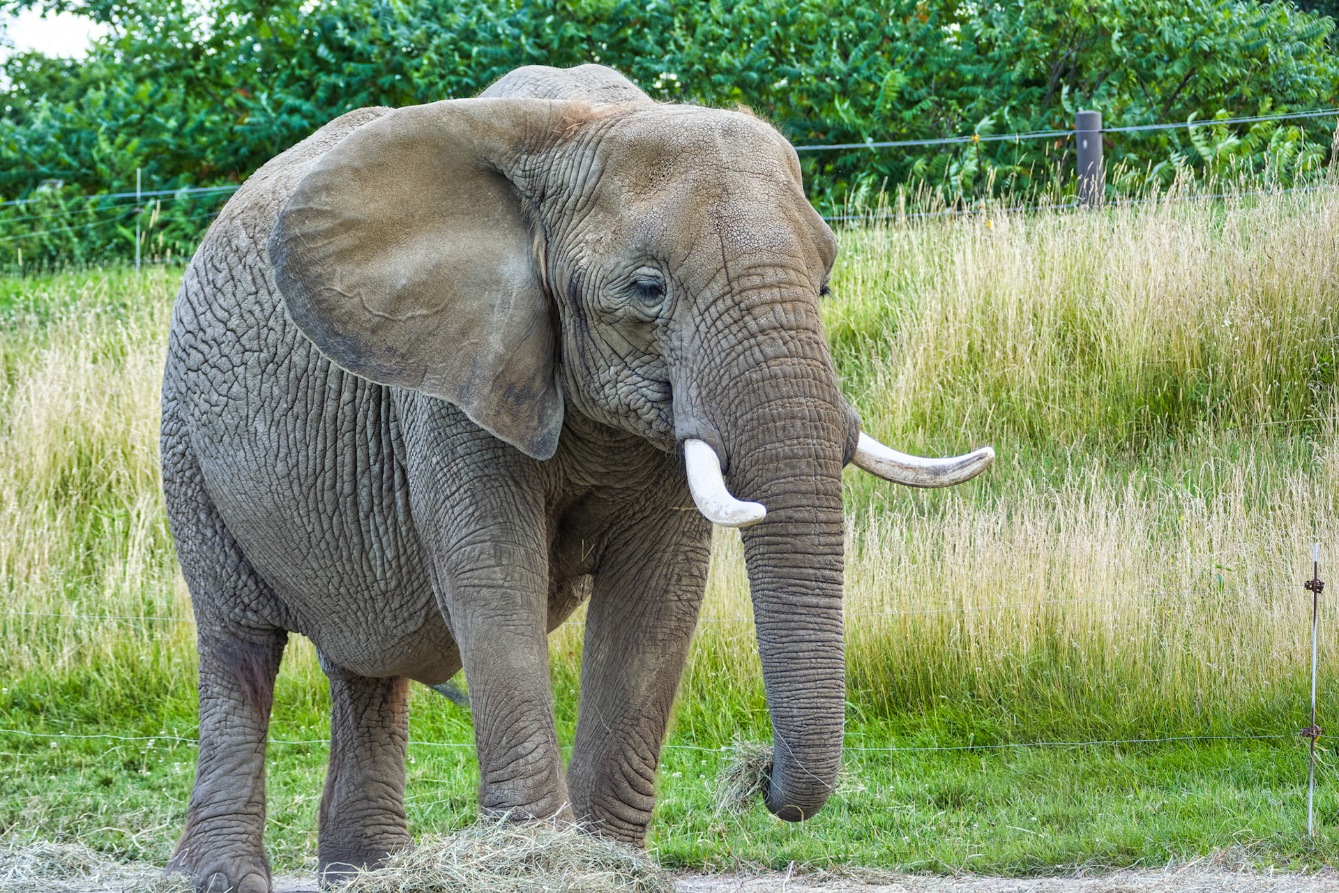 IN Zoo 00078