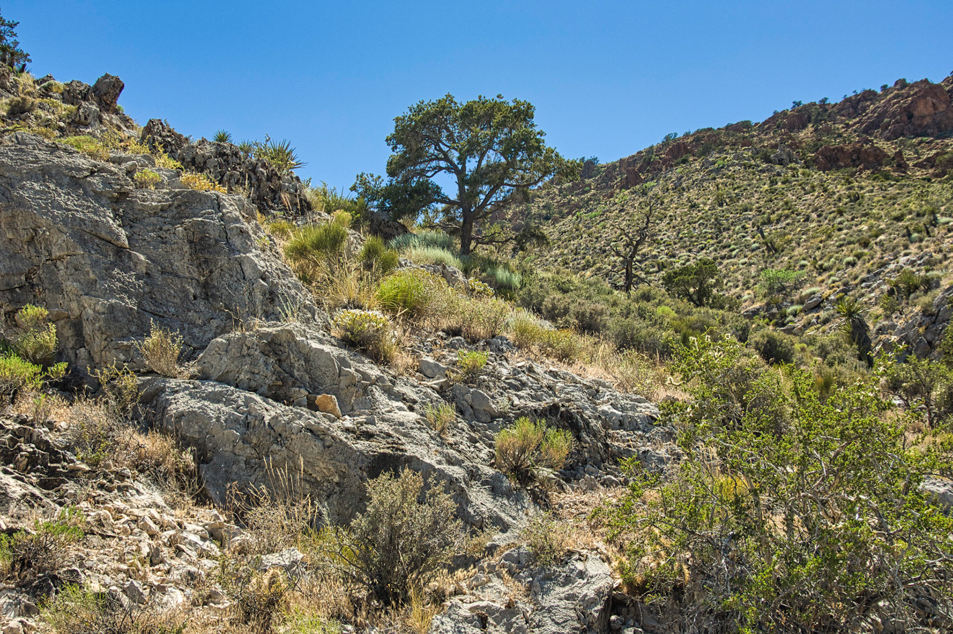 Desert Southwest